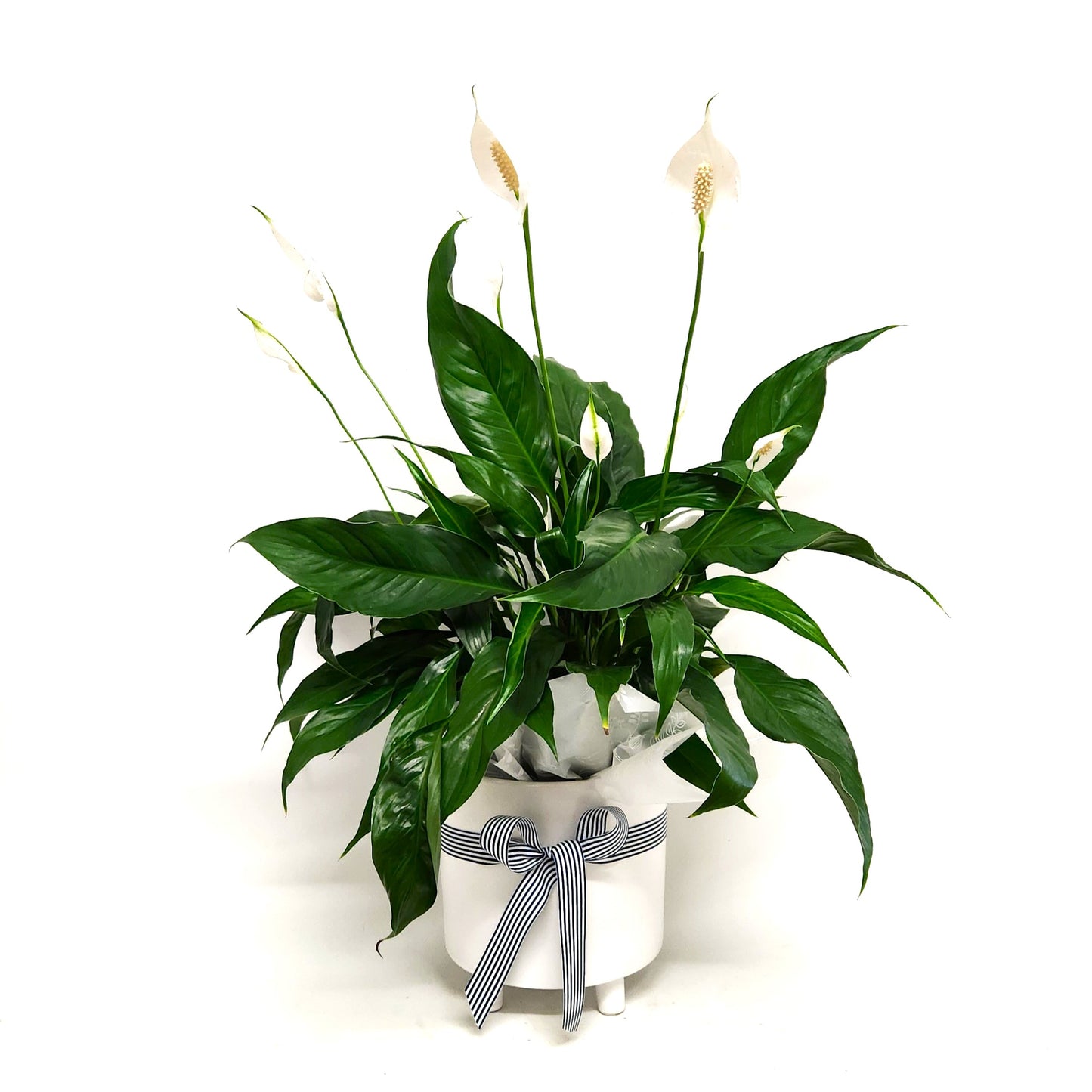 Birthday Peace Lily Potted Plant & Balloon