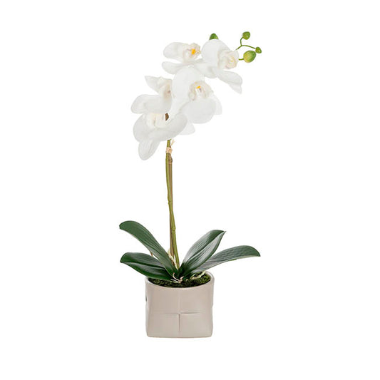 Phalaenopsis Real Touch Orchid Plant & Candle