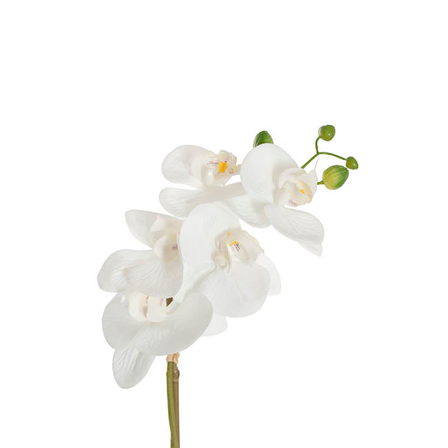 Phalaenopsis Real Touch Orchid Plant & Candle