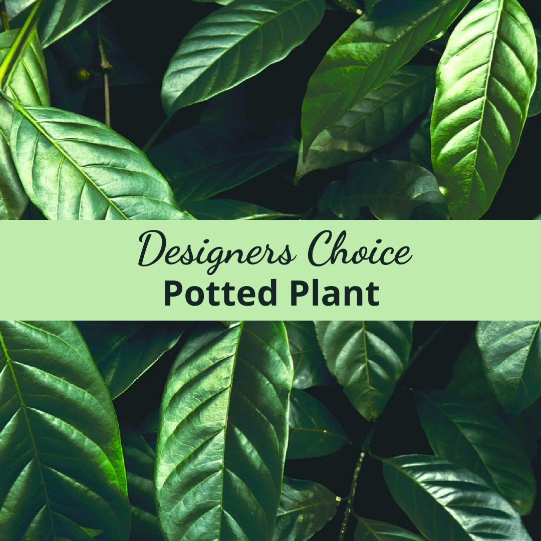 Desiger Choice Potted Plant
