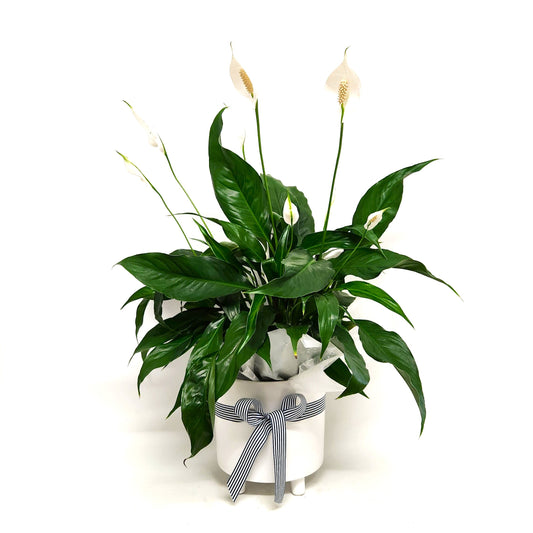 Peace Lily Potted Plant