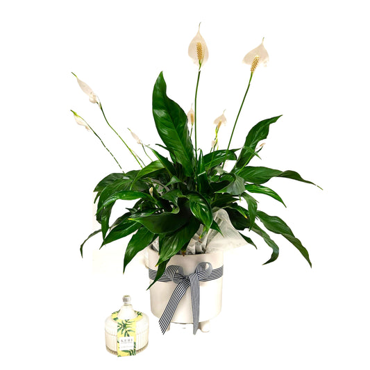 Peace Lily Potted Plant & Scented Candle