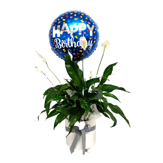 Birthday Peace Lily Potted Plant & Balloon